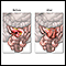 Before and after small intestine anastomosis