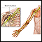 Brachial plexus