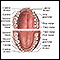 Dental anatomy