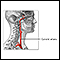 Carotid artery anatomy