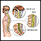 Spinal anatomy