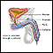 Catheterization