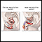 Male and female reproductive systems